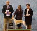 Kody Takes Winners Dog at a Specialty from the Puppy Classes under Judge Thomas Kirstein.