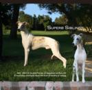 Superb Siblings Percy and Destiny Graced the Cover of eWhippetzine October 2011. See the full ad at:  http://www.ewhippetzine.com/nysahill1011.html