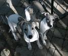 Two of our future special stars - Percy and Desty - as pups.