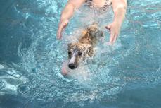 "Rickie" (Pup 4 Male) takes his first swim safety lesson at Nysa Hill.  Dam Epic is an avid swimmer, Viggo too!