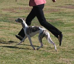 With her trademark floating gait, Desty takes her first Best in Show at only age two, piloted by Yvonne Barter (Satang).