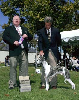 "Jett" - Endeavor's Full Circle at Saxon Shore -- takes Winners Dog under esteemed Hound expert Dr. John Shelton.