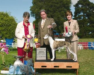 Renowned Breeder-Judge Mrs. Harriett Nash Lee awards Moxi her third AWC Western Specialty Best in Show 7.24.09, tying the all-time specialty record of ten, and retiring the two Western Challenge Trophies by winning her third at Lompoc. Moxi is shown by Saxon Shore's Daniel Lockhart.